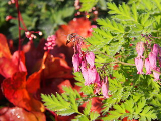 Dicentra eximia (turkey-corn, fringed wild bleeding-heart)  