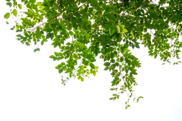 Schilderijen op glas Green tree branch isolated © suti