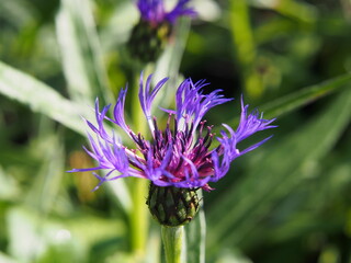 Centaurea montana -  mountain cornflower  