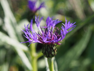 Centaurea montana -  mountain cornflower  