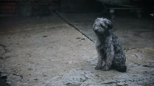 Dog Under Rain Waiting For