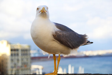 seagull