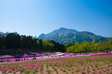 秩父 羊山公園 芝桜の丘と武甲山