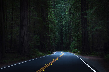 Into the woods