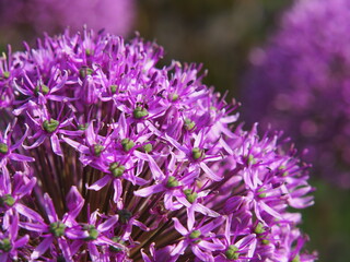 Allium 'Gladiator' in ful bloom  