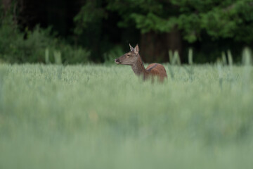 biche champs de blé