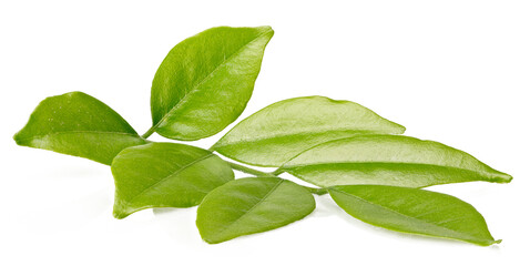 Macro photo of green leaves on a stalk, isolated on white