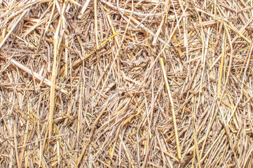 drying Straw palms leaves texture rustic background. Dries hay with cereals and other wild meadow herbs