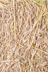 drying Straw palms leaves texture rustic background. Dries hay with cereals and other wild meadow herbs