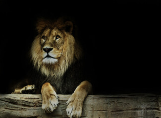 Obraz premium Postcard with lion