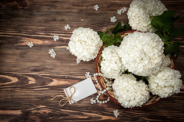 Viburnum opulus flower