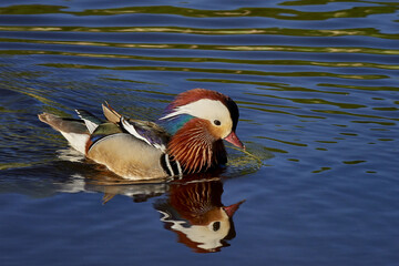 Mandarin Drake On Lake / Duck - Poland