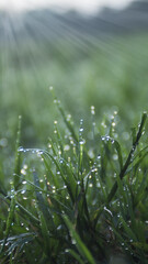 Morning dew on glass leaves under ray of light, abstract background, nature and outdoor concept