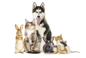 Group of pets on white background