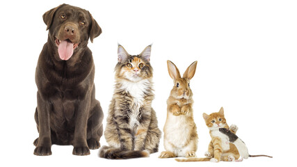 Group of pets on white background