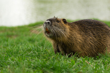 Nutria, Myocastor coypus, koypus,