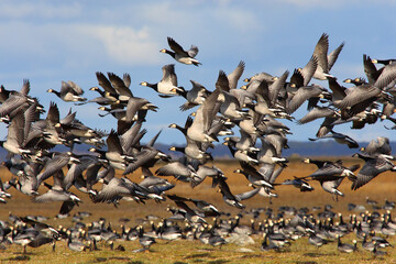 Geese migration.
