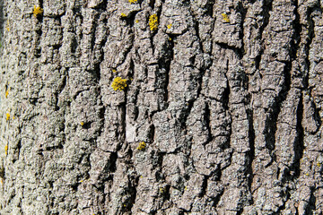 oak bark texture