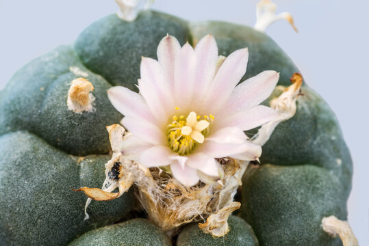 bl&uuml;hender Peyote Kaktus