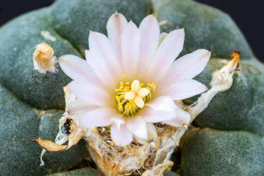 bl&uuml;hender Peyote Kaktus