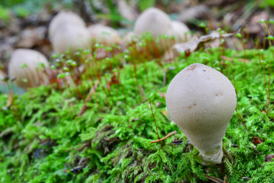 One Stump Puffball mushroom, horizontal orientation