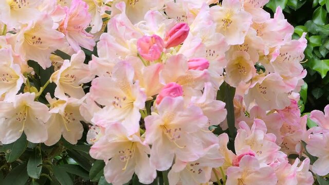 Blooming rhododendron