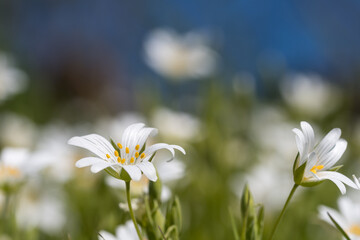 White summer flowers closeup