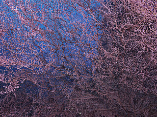 Sea fan weave, Geflecht einer Fächerkoralle