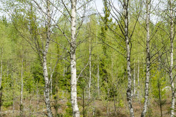 Bright birch tree forest