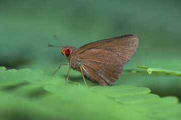 Beautiful butterfly on green leaves