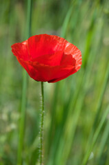 Poppy flower in grass
