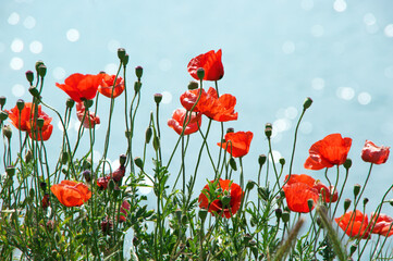 Obraz premium Kwiaty maku przed wodą