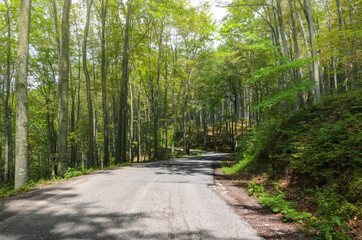 Fototapeta na wymiar Empty road through forest in spring