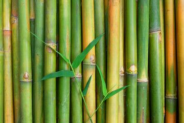 Green Bamboo for background.