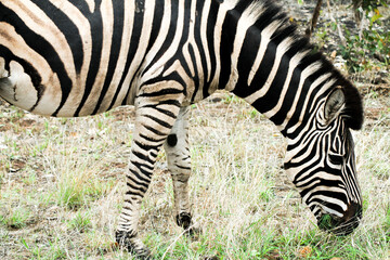 Zebra grasend im Nationalpark in Südamerika