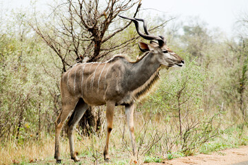 Antilope im Nationalpark von Südamerika