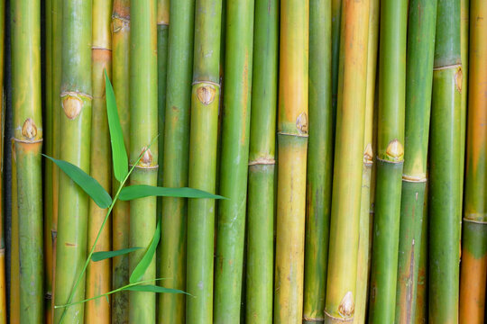 Green Bamboo for background.