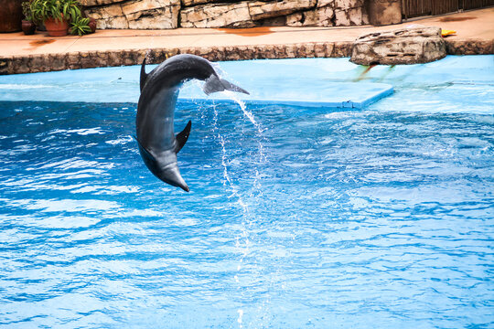 Delphin Show