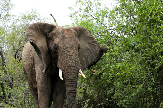Großer Elefant in Südafrika