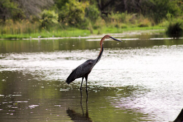 Reiher stolziert durch den Fluss