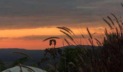 Obraz premium Grass flower with sunset