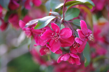 Fototapeta na wymiar Branch blossoming apple red
