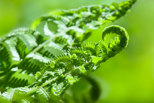 Young fern sprouts closeup in garden
