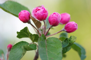 Branch blossoming apple red