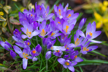 Crocus