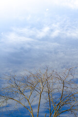 Fototapeta na wymiar the forest with blue sky