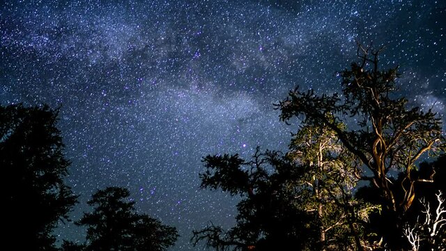 Bristlecone Pine Milky Way Galaxy 03 Time Lapse Stars