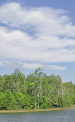 the forest with blue sky