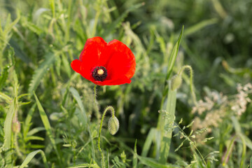 Isolated poppy