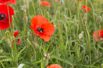 Poppies